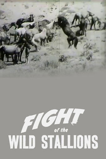 Fight of the Wild Stallions poster