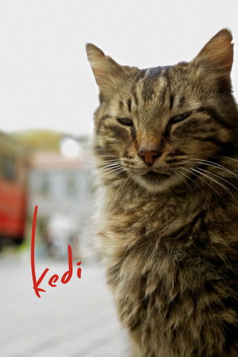 Kedi (2017) movie poster
